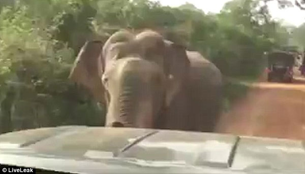33950AFE00000578-3561268-The_three_minute_long_clip_begins_with_the_enormous_bull_elephan-a-28_1461758848743