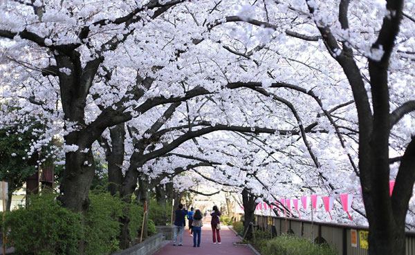 Fondly-remembered-Sakura-Street-along-Megro-River