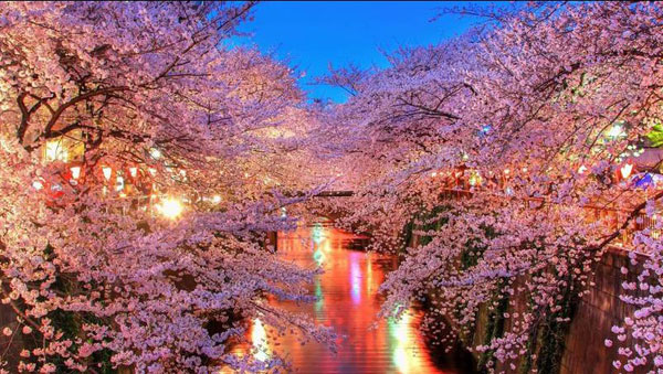 Meguro-River-sakura