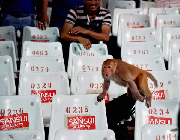 a-monkey-appears-in-the-stands-during-ipl-match-eden-garden-in-kolkata_1460690112170