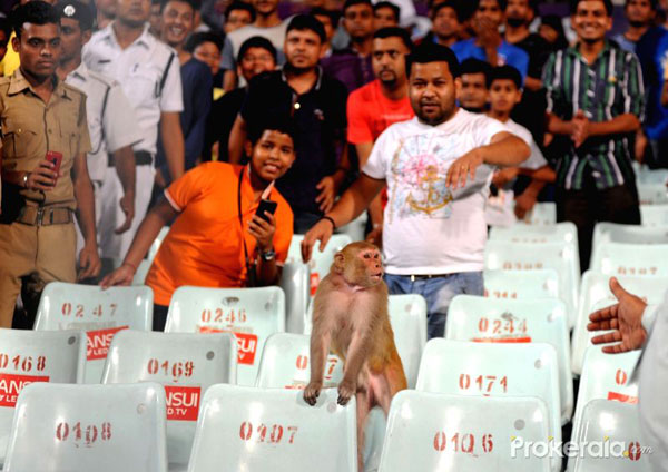 a-monkey-watches-an-ipl-match-between-kolkata-408219