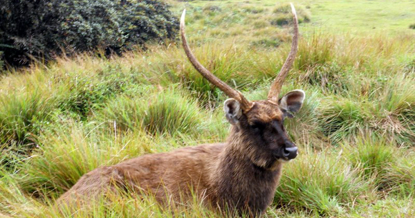 horton-plains-Sambar-Gona