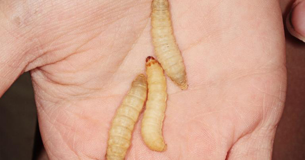 01-wax-worms-plastic.adapt.768.1 copy