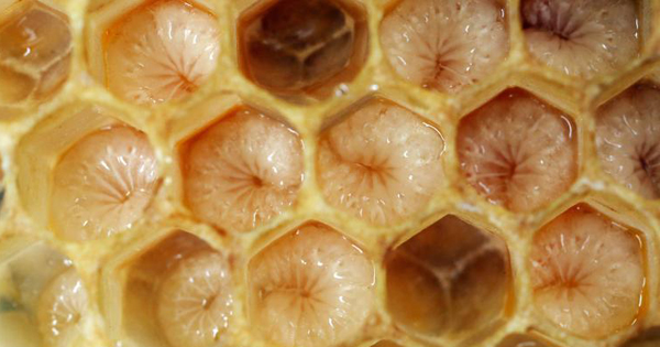 02-wax-worms-plastic.adapt.768.1 copy