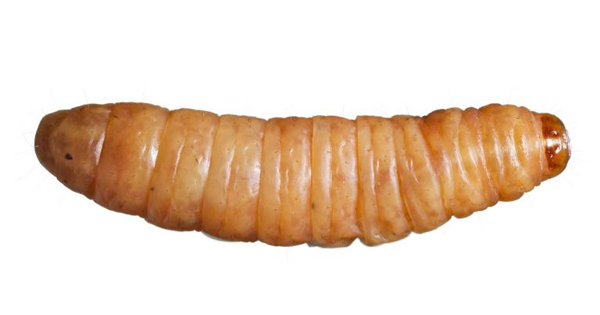 03-wax-worms-plastic.adapt.768.1 copy