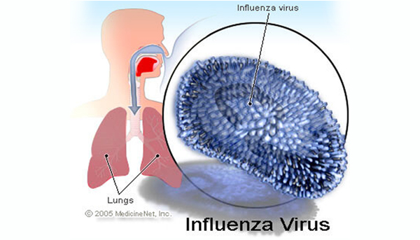 influenza_virus