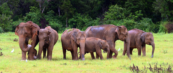 18-Elephants_Feeding_At_Yala-845371-Main_banner-Elephant-Island-Tour-Of-Sri-Lanka