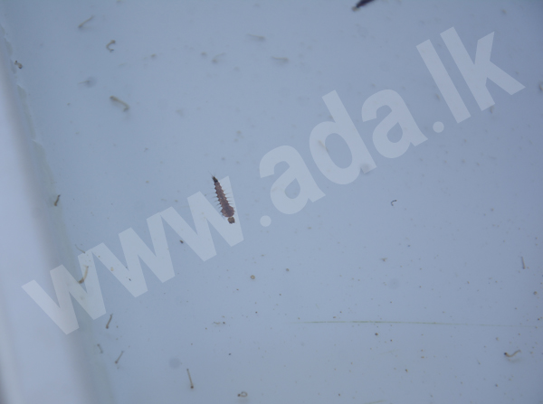 DSC_7037 copy