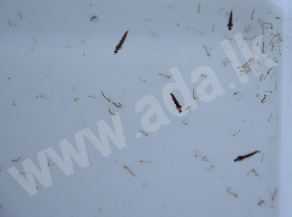 DSC_7038 copy