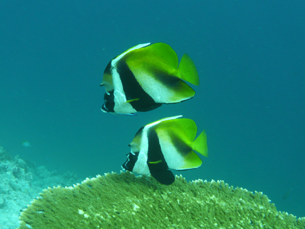 Bannerfish