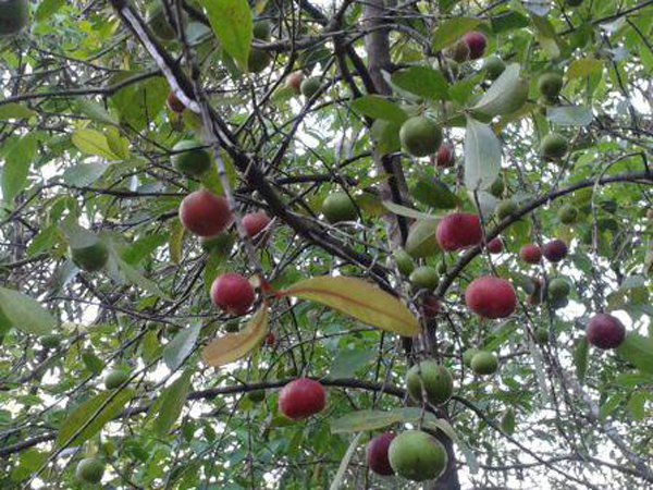 kokum