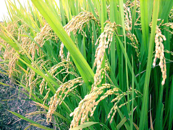 rice-crop-sindh