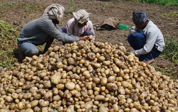 BL23_POTATO_GKQ4GJG_991386f copy