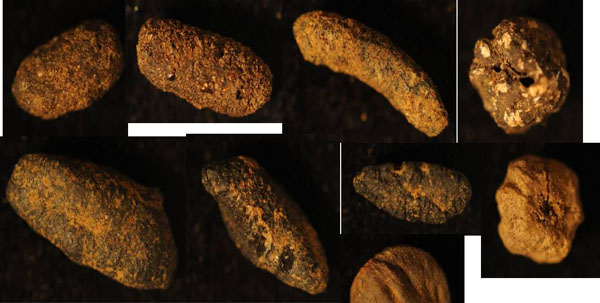 Grains