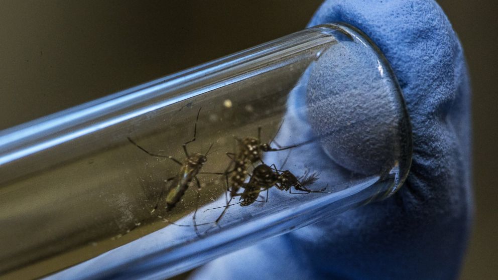 Gty_zika_Wolbachia_mm_160504_16x9_992