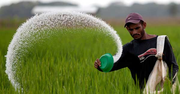 fertilizer-rice-farmer-food-price