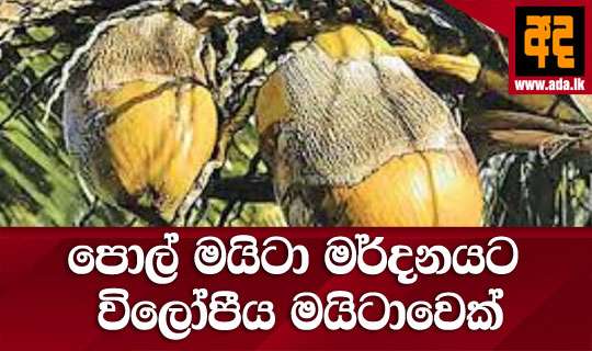 පොල් මයිටා මර්දනයට විලෝපීය මයිටාවෙක්