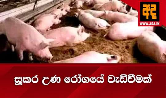සූකර උණ රෝගයේ වැඩිවීමක්