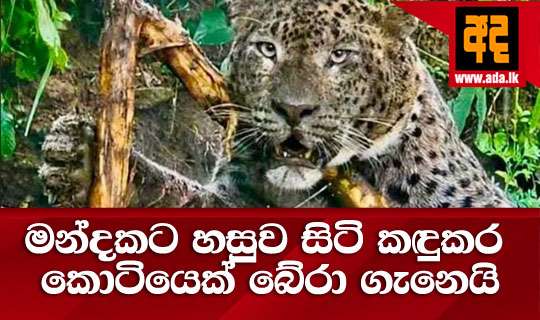 මන්දකට හසුව සිටි කඳුකර කොටියෙක් බේරා ගැනෙයි