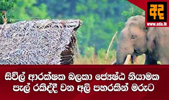 සිවිල් ආරක්ෂක බලකා ජ්යෙෂ්ඨ නියාමක පැල් රකිද්දී වන අලි පහරකින් මරුට