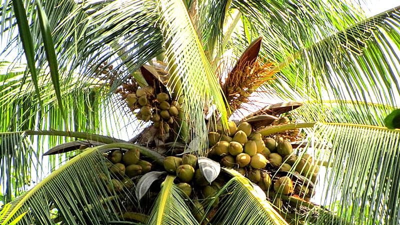 Revolutionizing the Coconut Industry through Digital EMP - Press ...
