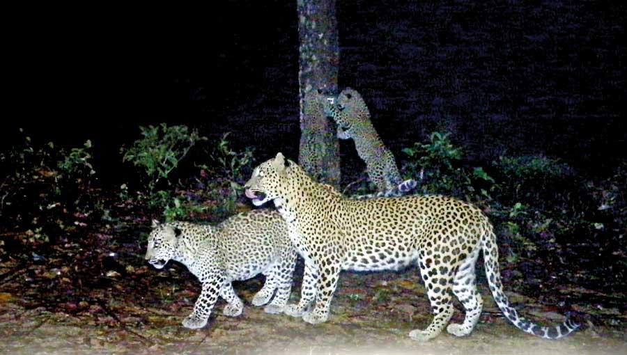 A black leopard classified as rare in Sri Lanka. We missed you dear friend.  :-  - Picture of Hatton, Central Province - Tripadvisor