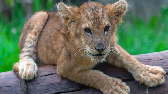 Lion cub for public viewing from tomorrow at Ridiyagama Safari Park ...