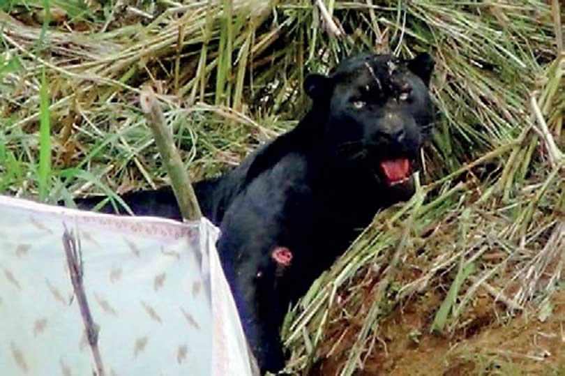 Rare black leopard dies during rescue Underscores need to ban snare traps   Daily Mirror - Sri Lanka Latest Breaking News and Headlines - Print Edition