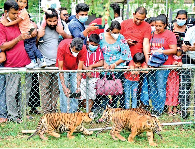 Shortage Of Finances To Feed Zoo Animals Zoo Dept. Comes Under Scrutiny ...