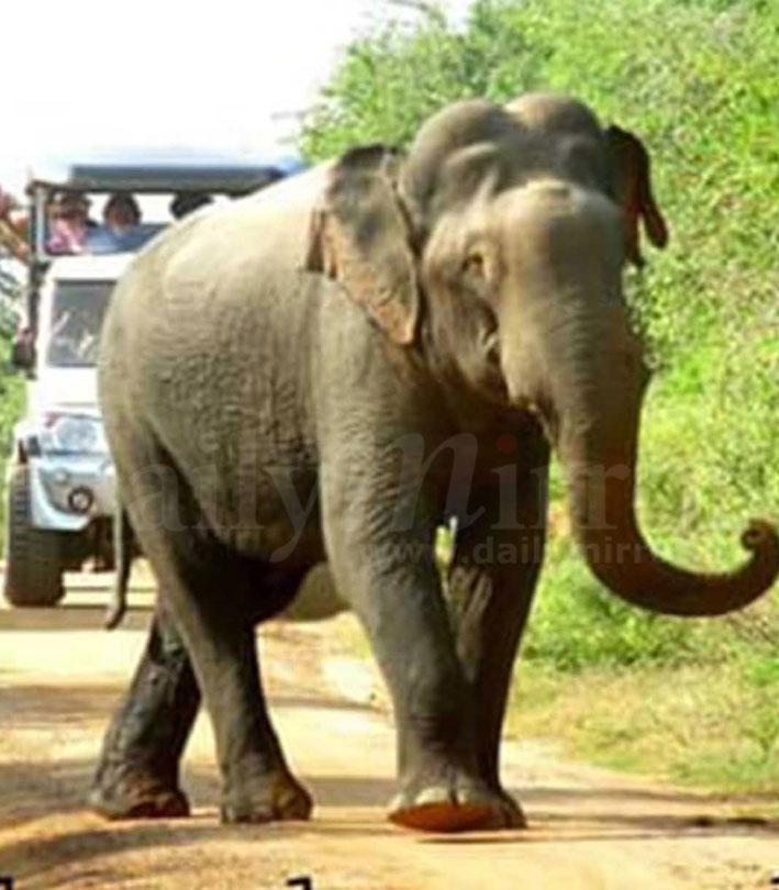 Gemunu At Yala Ruhunu National Park In Sri Lanka Elephant Encyclopedia And Database