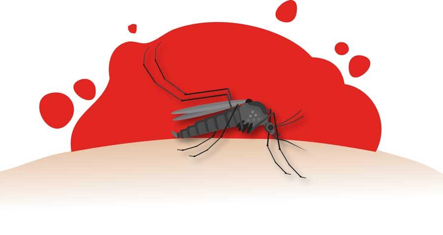 Daily Mirror - Sri Lanka Latest Breaking News and Headlines - Print Edition  Do mosquitos frequently attack you?