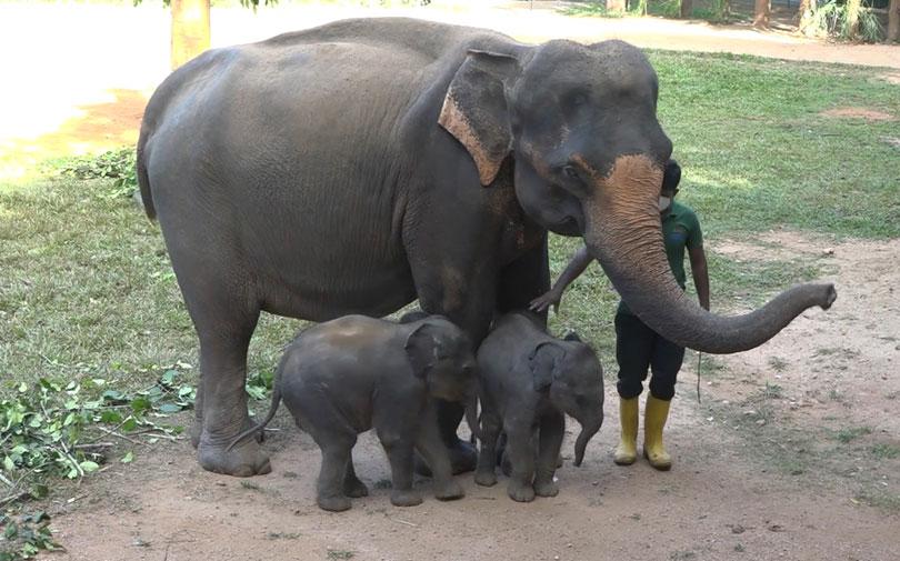 Rare twin baby elephants named - Caption Story | Daily Mirror