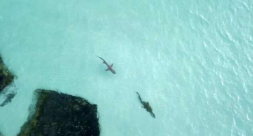 Crocodile and a shark face off in Australia's Top End - Caption Story |  Daily Mirror