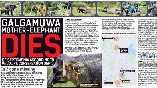 Galgamuwa mother-elephant dies - Breaking News | Daily Mirror