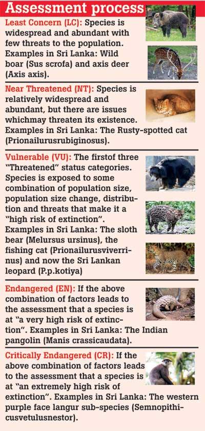 Endangered no more… 'Vulnerable leopards' treading with caution! - News  Features | Daily Mirror