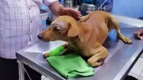 Dog Attacked With Machete, Discharged After Treatment - Video | Daily ...