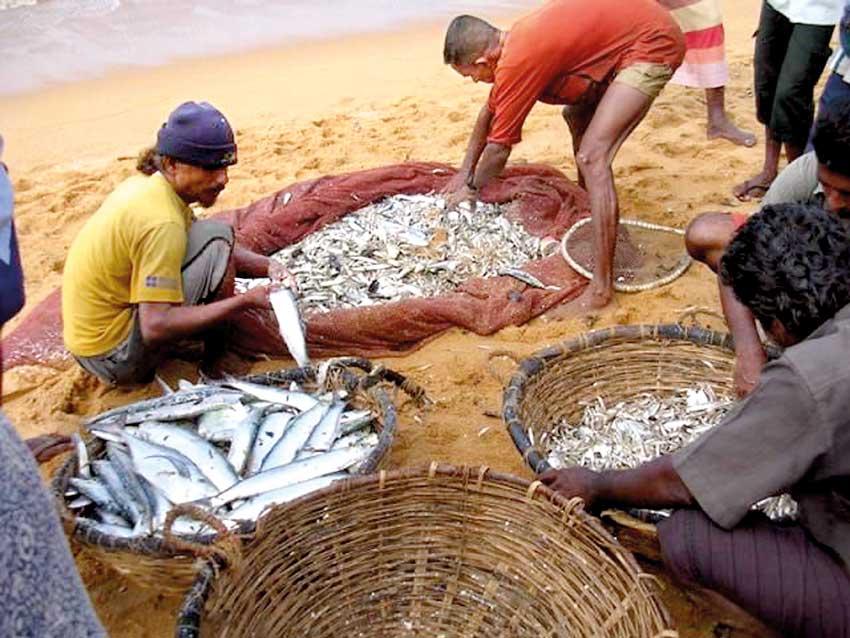 What are the Methods of Harvesting Fish for Food in Sri Lanka? - EDB Sri  Lanka