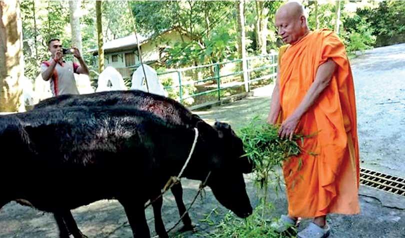 Roots of the cow protection movement in Sri Lanka - Opinion