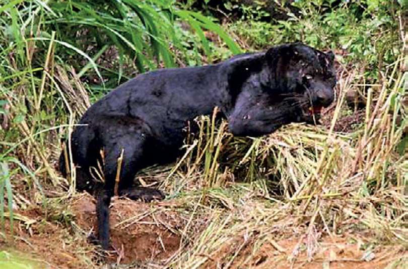 Black leopard in Sri Lanka belived to be extint re-emerged