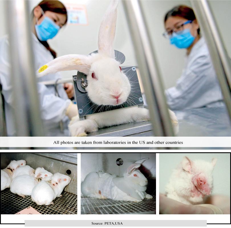 BEAUTIES AND BEASTS: Cosmetic testing on animals – a necessary evil or  outdated science? - News Features | Daily Mirror