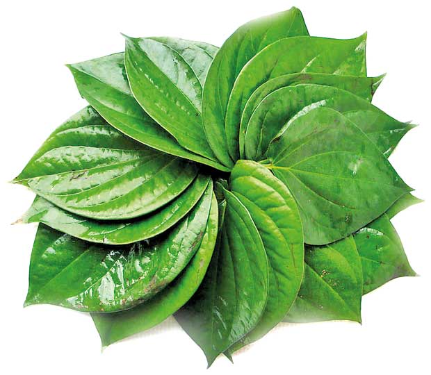 Betel Leaf - A symbol of fortune and prosperity - News Features | Daily