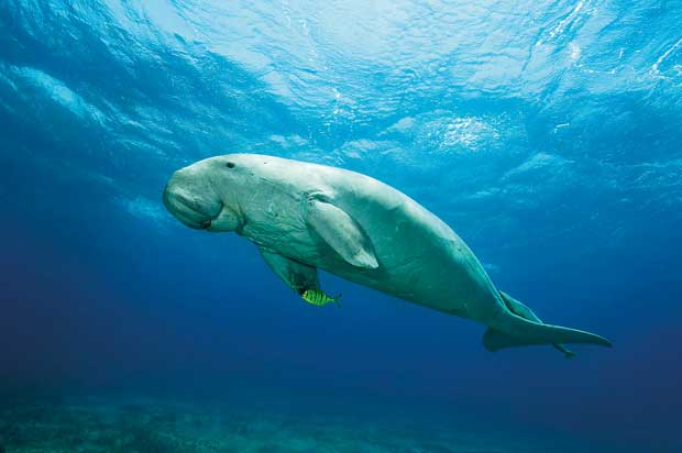 The Dugongs under an imminent threat - News Features | Daily Mirror