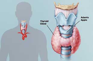 Taking a closer look at thyroid disorders - Medicine | Daily Mirror