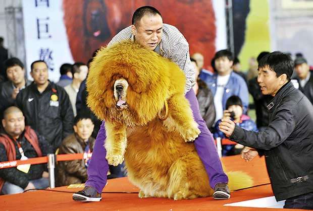 Chinese bear dog store puppy