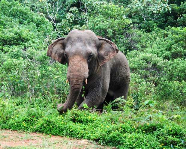 Two rare elephants confined to Sinharaja | Daily Mirror - Sri Lanka ...