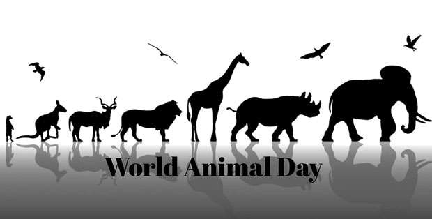 Today is World Animal Day - Mirror For Hope | Daily Mirror