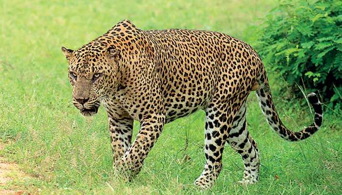 Do leopards and people actually share the same world?