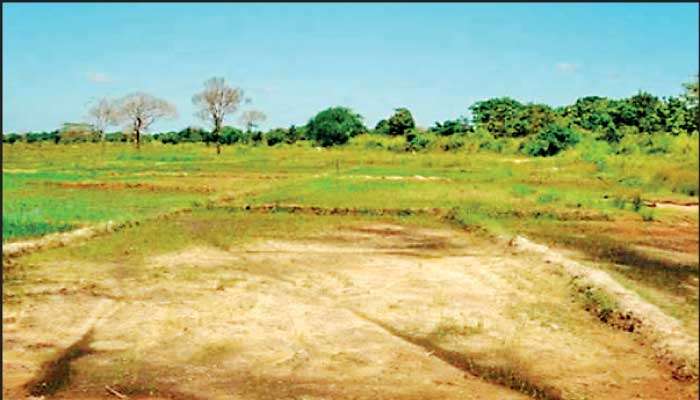 Navigating the perfect storm: El Niño, input volatility, and seed strategy for survival