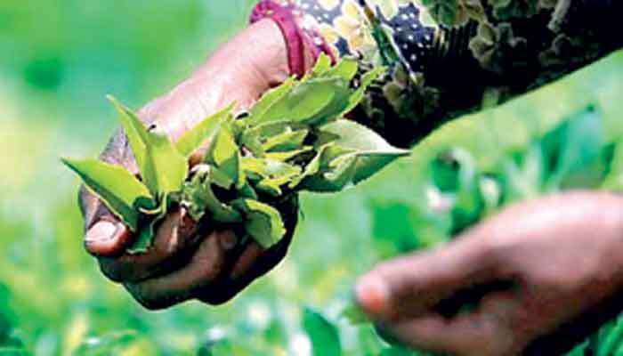 June tea crop rises but 1H output hit by weather, high fertiliser costs