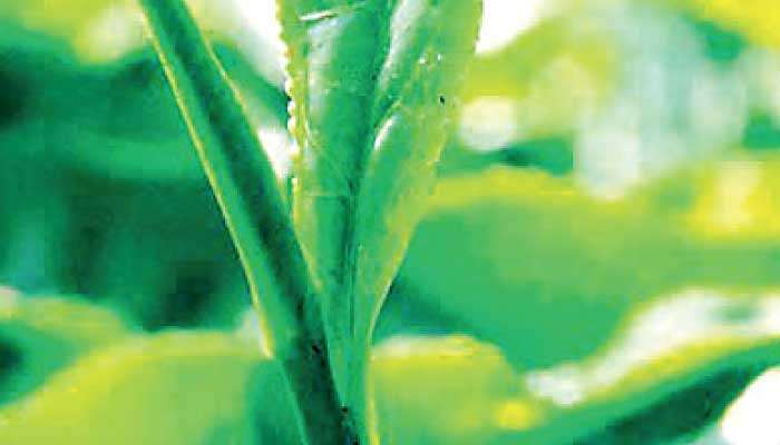 Tea exports in 1H hit four-year high 